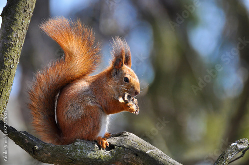 The eurasian red squirrel sits on a tree branch. (Sciurus vulgaris).