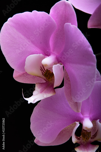 A close-up. An orchid flower on a black background.