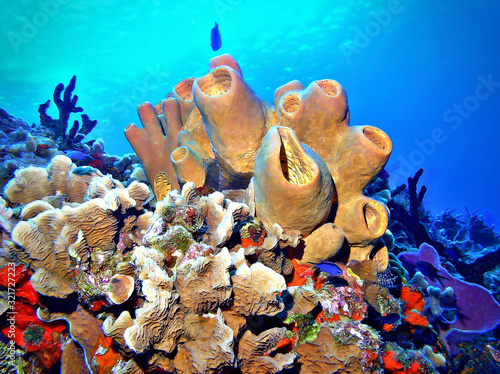 Sponges and coral reef