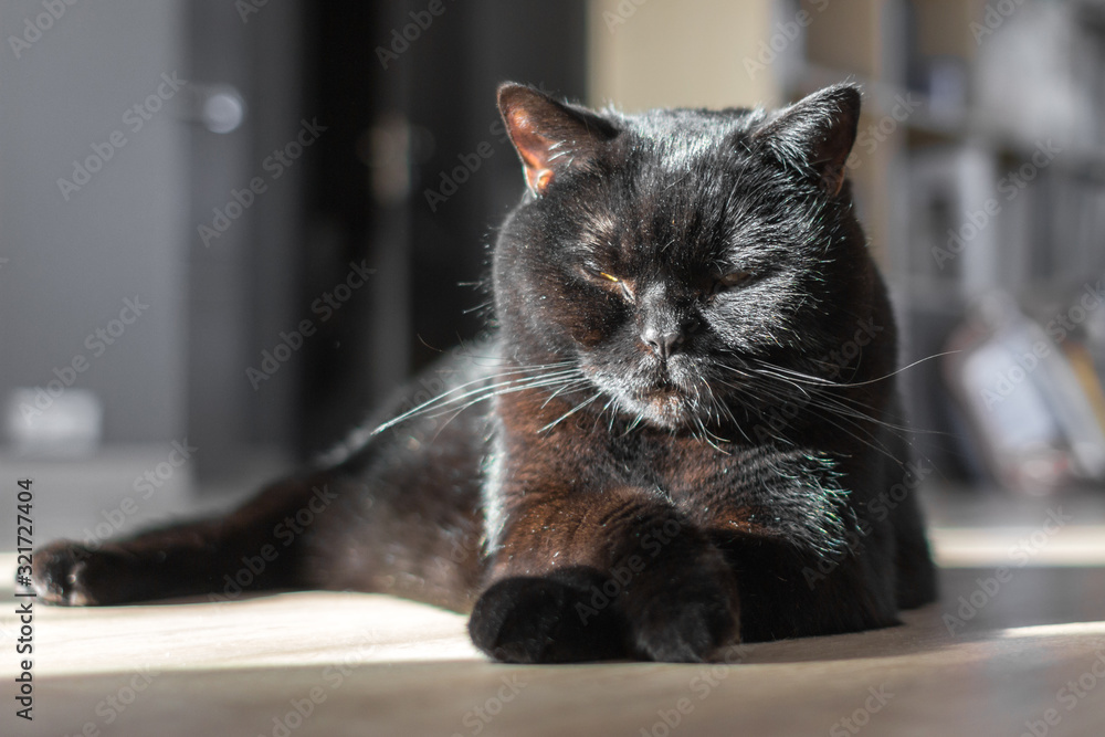 Scottish Straight Cat. Black cat. Sleeping thoroughbred cat. Graceful posture. Friday the 13th. Sign of misfortune. The animal is black. Shiny coat. Calm pet.
