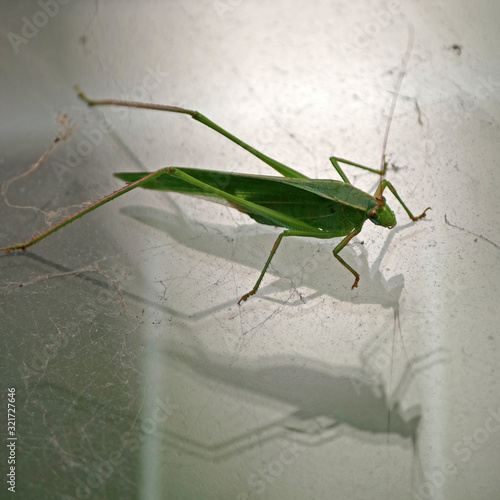 A grasshopper reflecting itself on a dirty glass pane and casting shadows