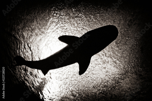 Tiger shark silhouette 