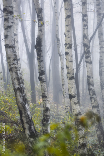 Colourful autumn forest with fog.