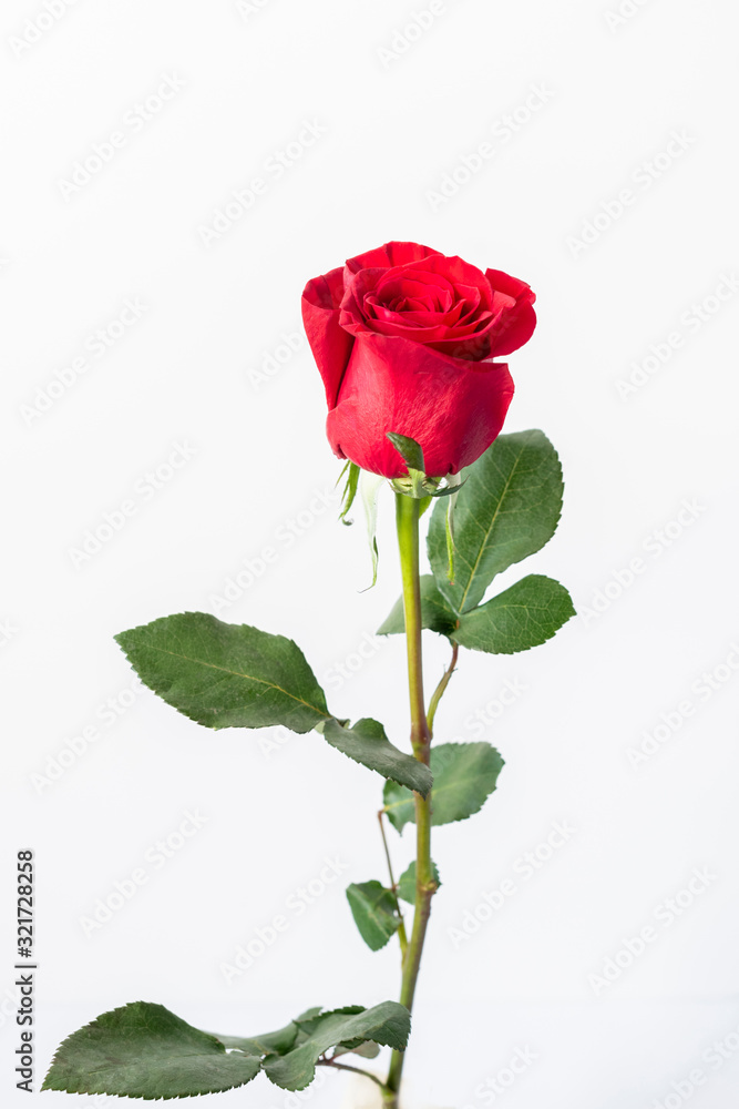 Beautiful red rose isolated on white background 