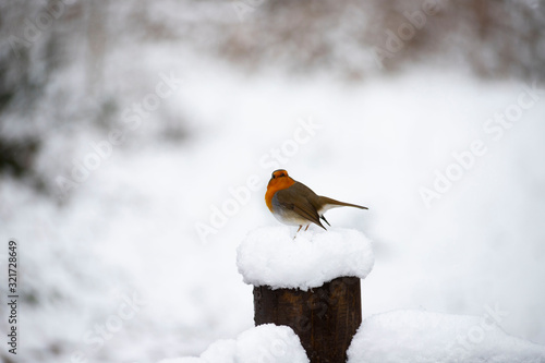 Erithacus rubecula (Turkish Kizil Gerdan, Nar Bulbulu) photo