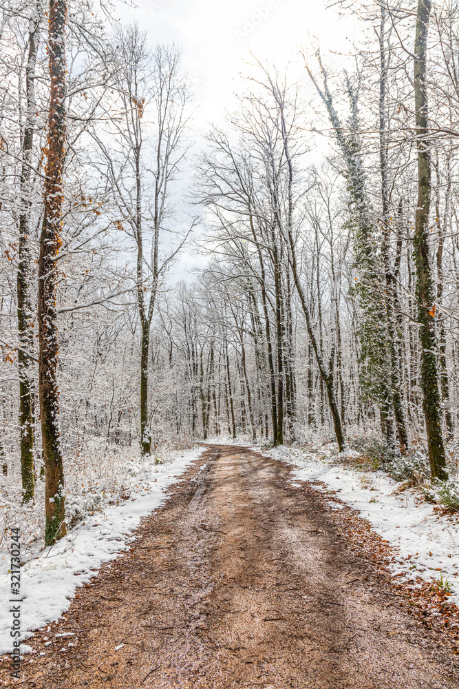 Muddy pathway in snowy forest Muddy pathway in snowy forest