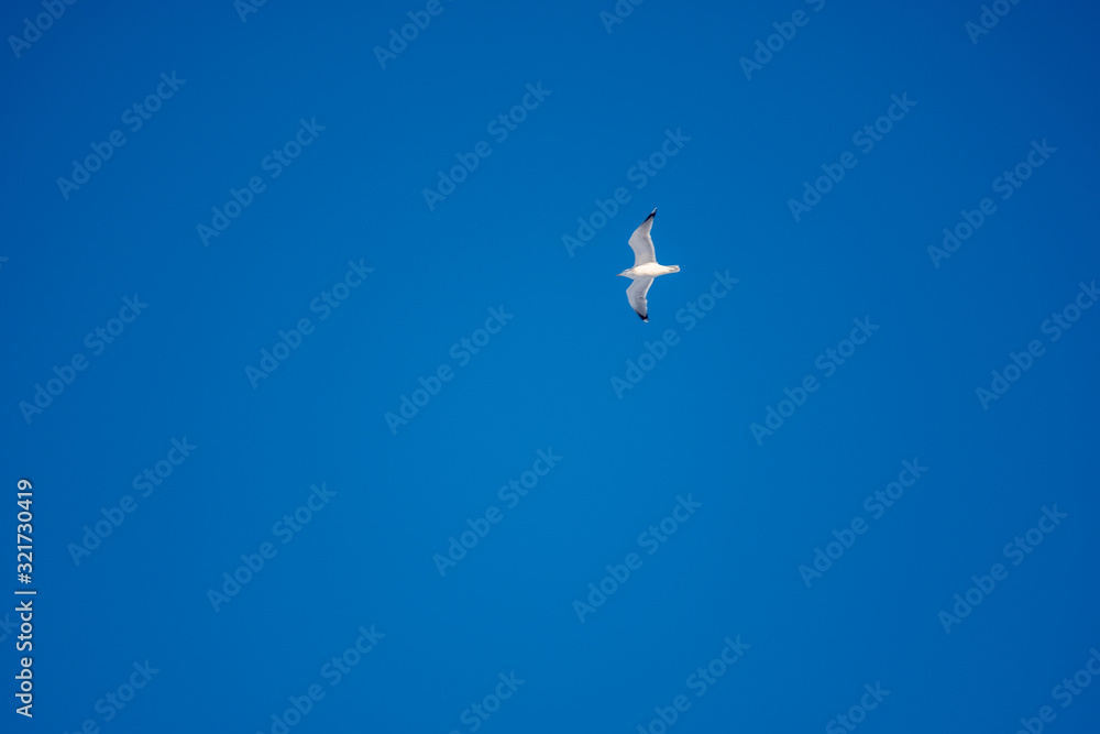 Fototapeta premium White seagulls on a background of blue sky. Birds on the coast. A clear, cloudless sky. Graceful flight and soaring above. The pleasure of the air and the joy of being. Day, cold, sunny.