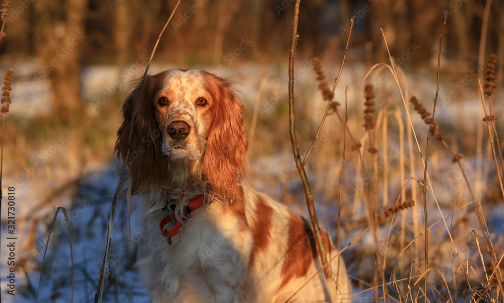 Dog breed Russian hunting spaniel in a forest in winter among plants