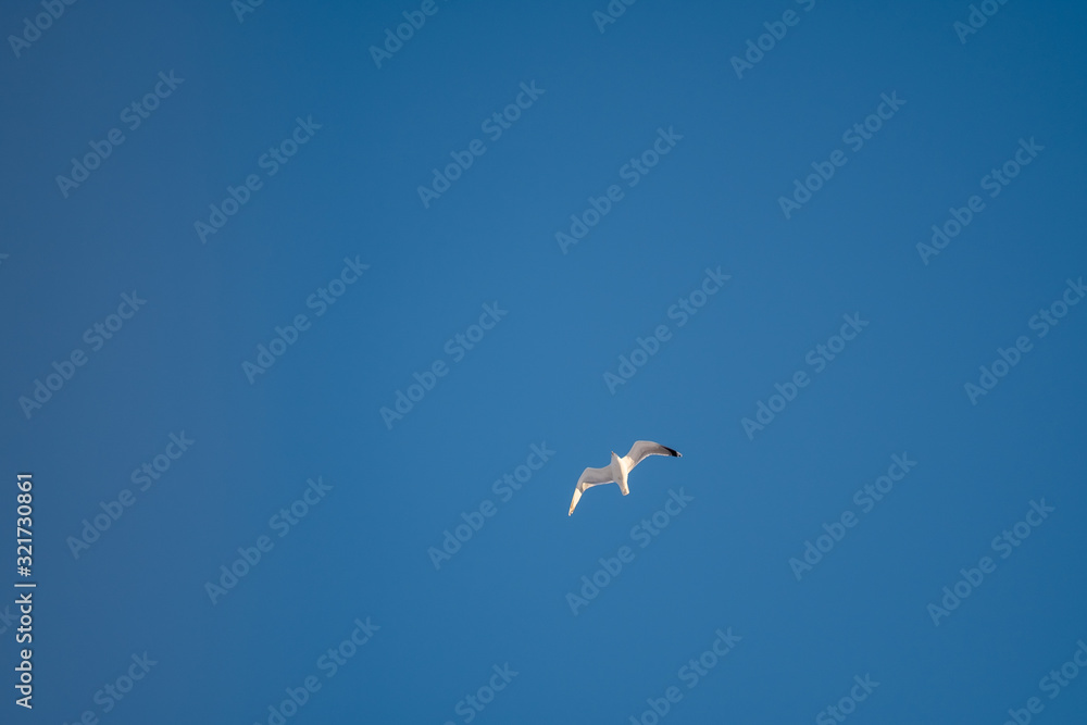 White seagulls on a background of blue sky. Birds on the coast. A clear, cloudless sky. Graceful flight and soaring above. The pleasure of the air and the joy of being. Day, cold, sunny. White seagulls on a background of blue sky. Birds on the coast. A clear, cloudless sky. Graceful flight and soaring above. The pleasure of the air and the joy of being. Day, cold, sunny.