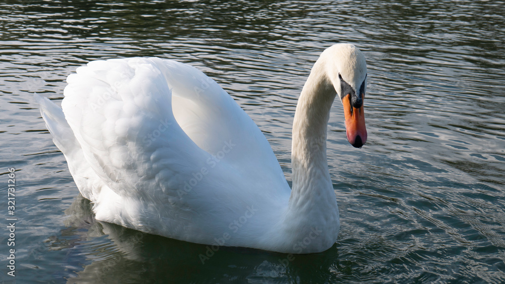 Naklejka premium Swan floating on the river.