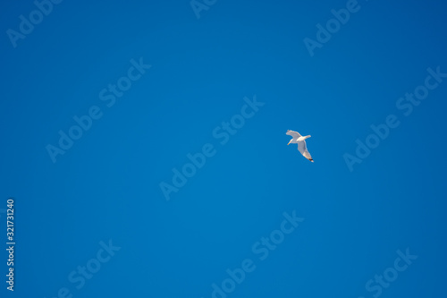 White seagulls on a background of blue sky. Birds on the coast. A clear, cloudless sky. Graceful flight and soaring above. The pleasure of the air and the joy of being. Day, cold, sunny.