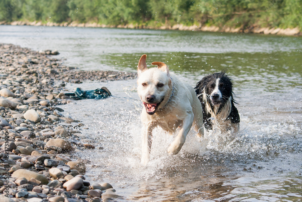 wet dogs in the river