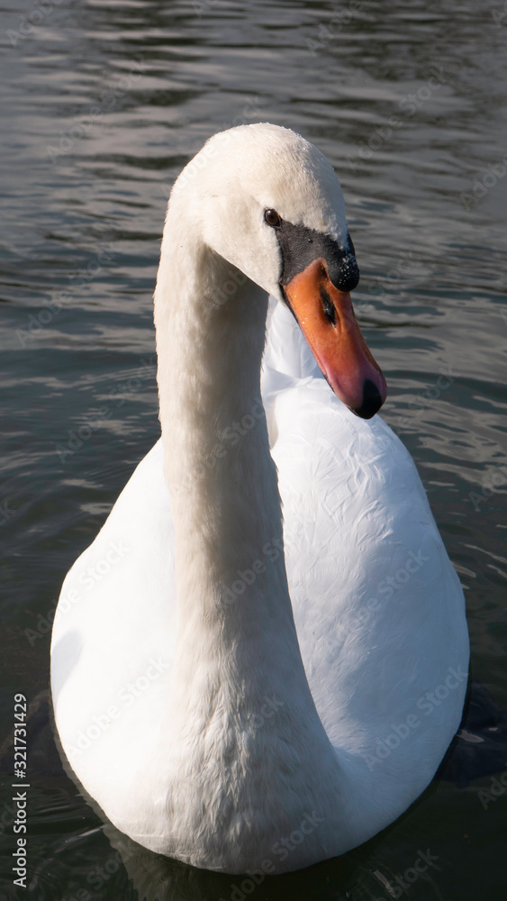 Obraz premium Swan floating on the water - close up.