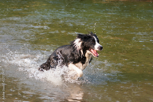 wet border collie dog run in the river