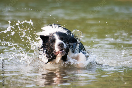 wet action border collie in the river