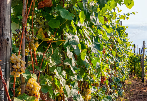 Fototapet Grape valley in Volastra, Cinque Terre, Liguria, Italy