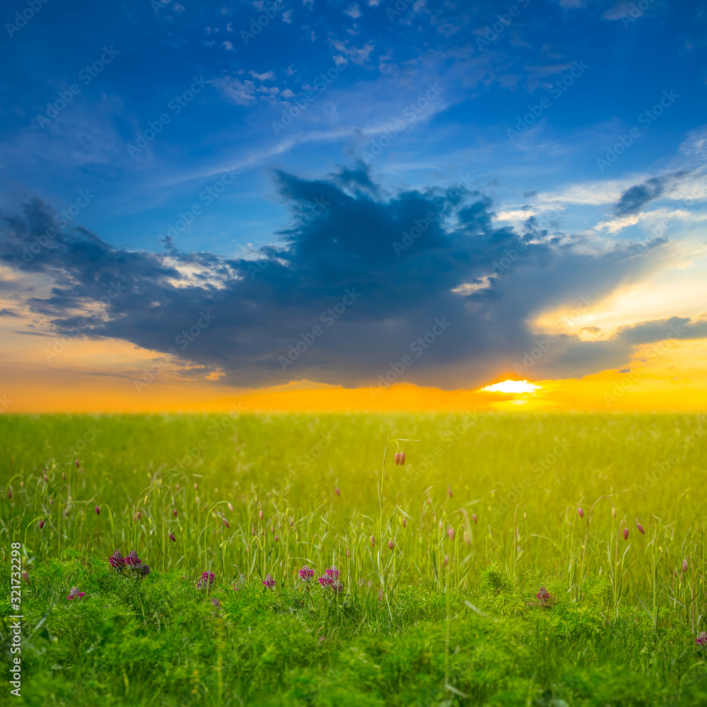 green rural field landscape at the sunset