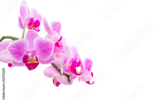 Tropical pink orchids isolated on white background  design element