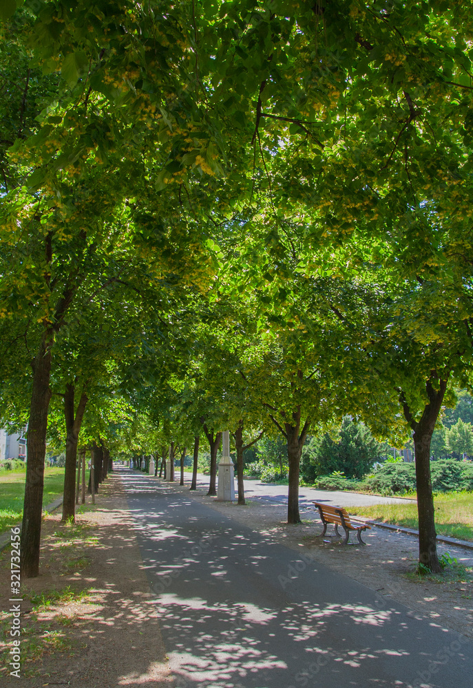 Naklejka premium Peaceful tree lined pathway in Berlin park in the summer.