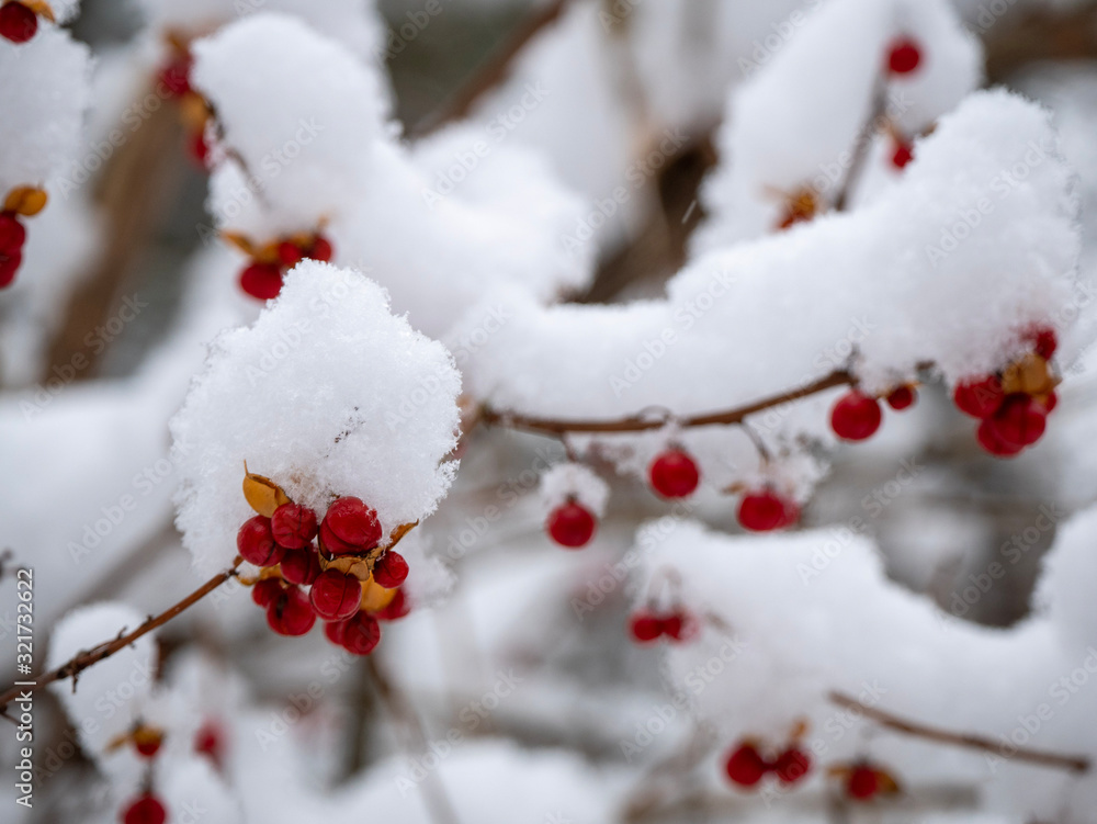 Branch of red forest berries covered in snow