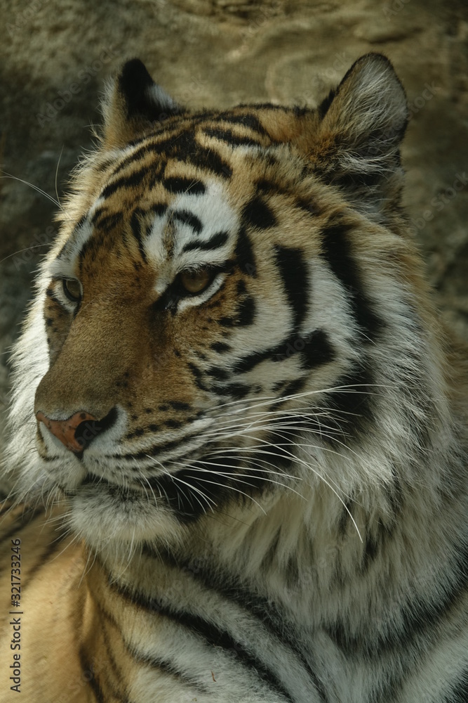 Fototapeta premium Tygrys