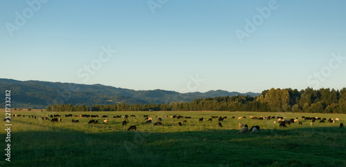 Sheep graze in the valley. Away mountains