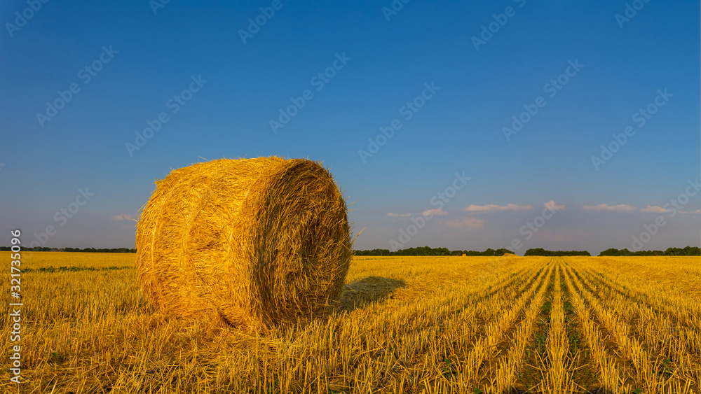 summer wheat field after a harvest, countryside rural scene