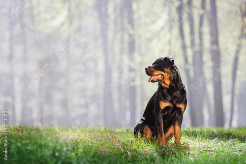 Photography Beautiful Rottweiler dog sitting on the grass and looking on a beautiful background with a haze