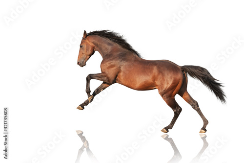 handsome brown stallion galloping  jumping. Thoroughbred horse isolated on white background