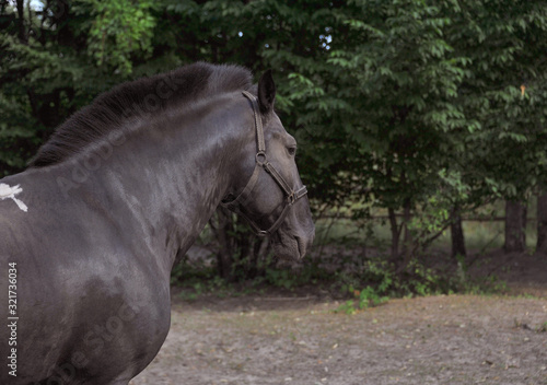 Portrait of black Frisian horse with developing mane on nature background