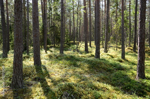 Wallpaper Mural Pine forest in Lahemaa National Park in Estonia Torontodigital.ca