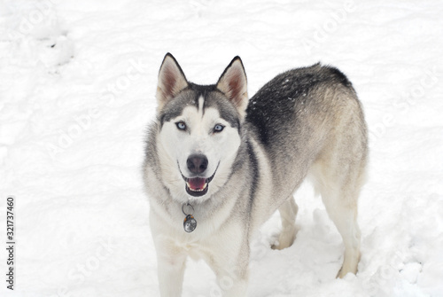 Husky Snow Two