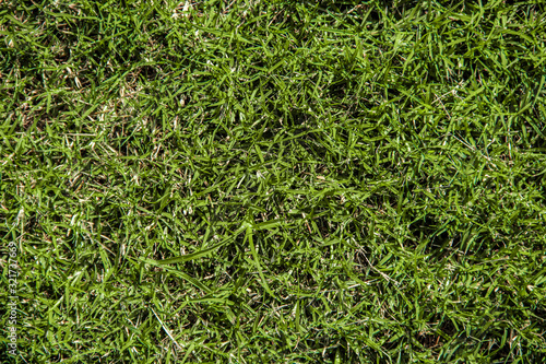 Close up texture shot of green Bermuda turf grass captured from directly above