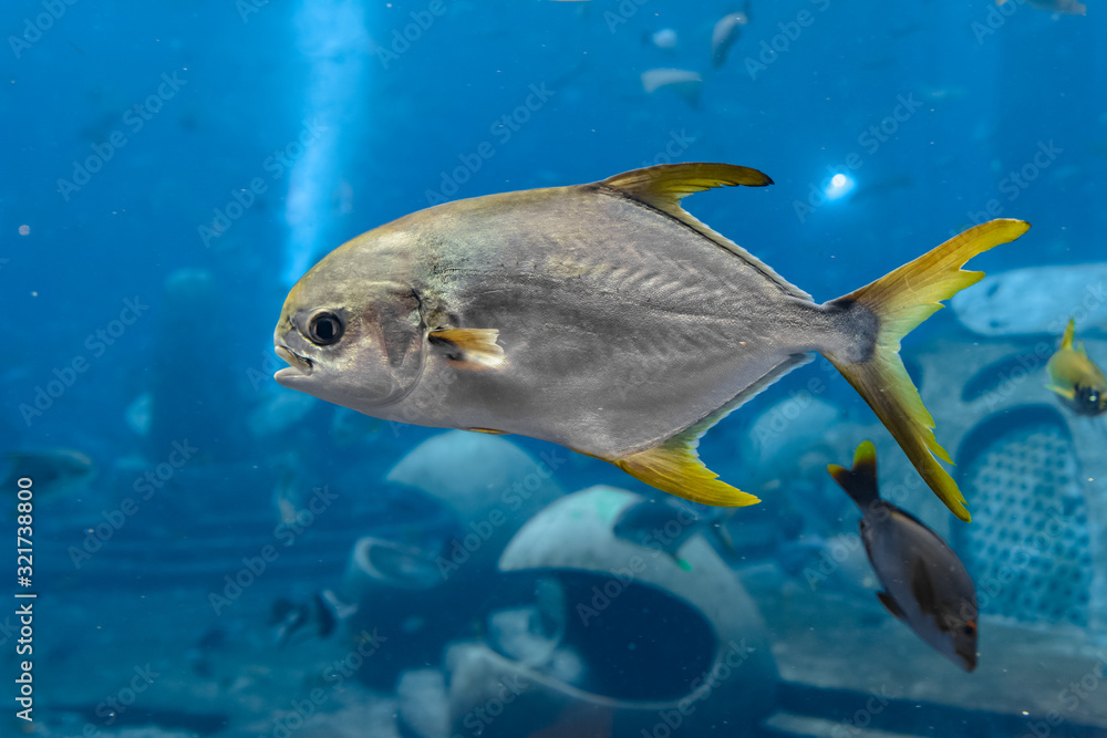 Trachinotus blochii or snubnose pompano in Atlantis, Sanya, Hainan, China.. Pompanos are marine fishes in the genus Trachinotus in the family Carangidae (better known as Trachinotus blochii or snubnose pompano in Atlantis, Sanya, Hainan, China.. Pompanos are marine fishes in the genus Trachinotus in the family Carangidae (better known as