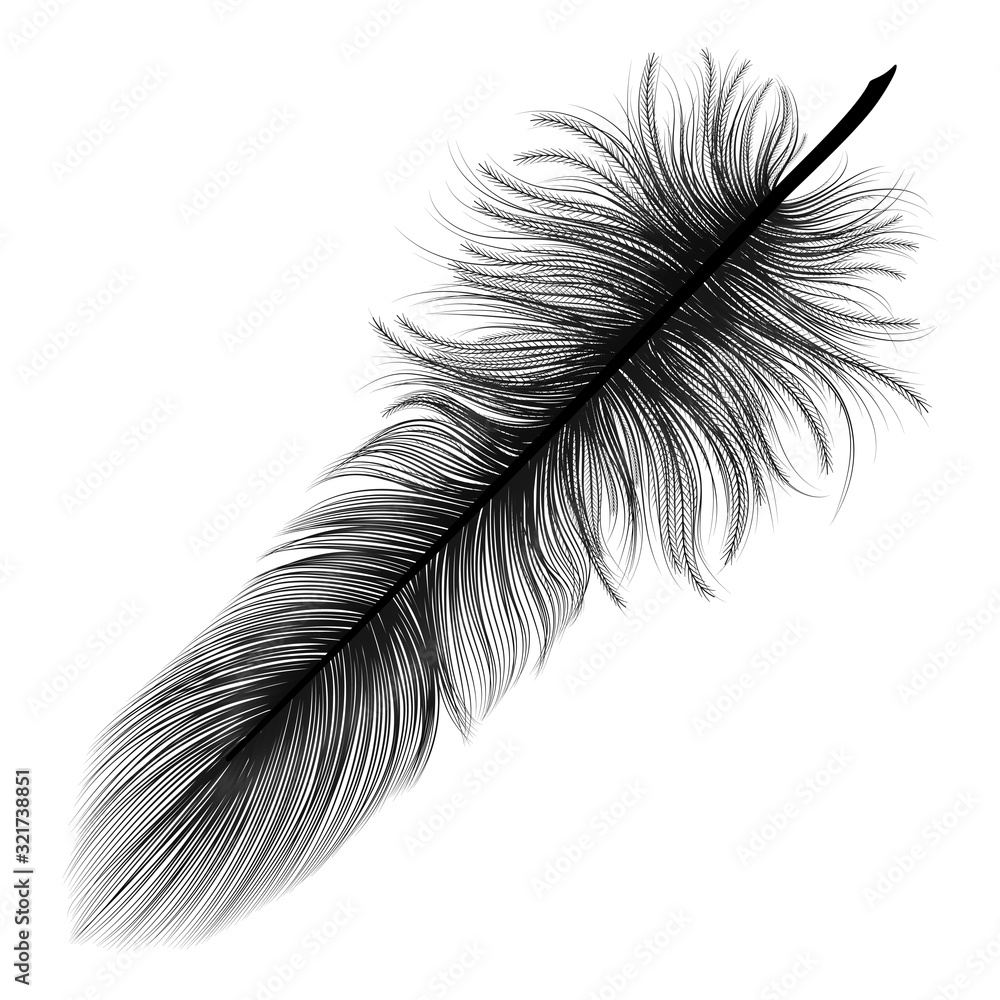 Obraz premium Feather isolated on white.Vector illustration.