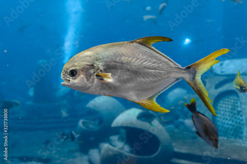 Trachinotus blochii or snubnose pompano in Atlantis, Sanya, Hainan, China.. Pompanos are marine fishes in the genus Trachinotus in the family Carangidae (better known as 
