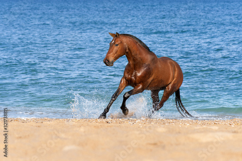 Stallion Springs on the sea beach on a beautiful background