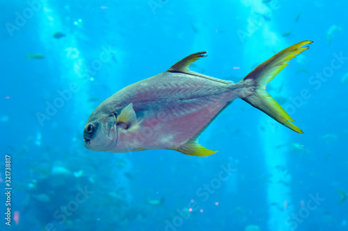 Fototapeta Naklejka Na Ścianę i Meble -  Trachinotus blochii or snubnose pompano in Atlantis, Sanya, Hainan, China.. Pompanos are marine fishes in the genus Trachinotus in the family Carangidae (better known as 