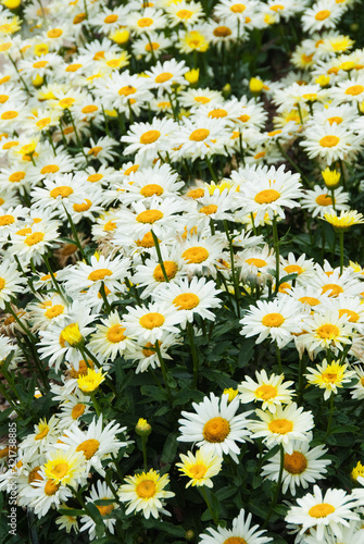 Flower Garden Filled with Daisies