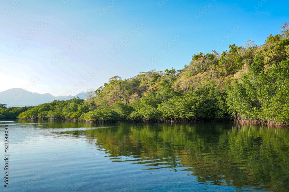 Mangrove forest lines in conservation areas that border directly with water.