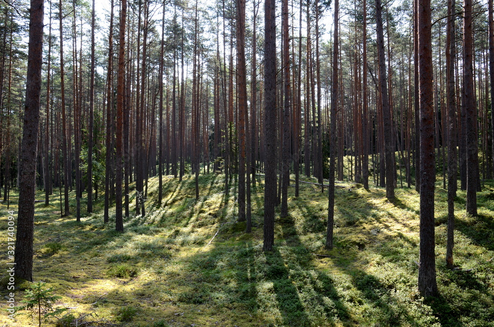 Pine forest in Lahemaa National Park in Estonia Pine forest in Lahemaa National Park in Estonia