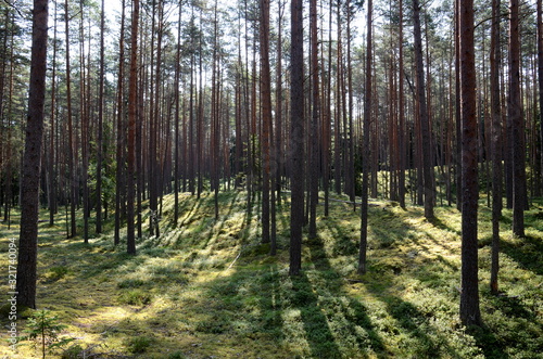 Pine forest in Lahemaa National Park in Estonia