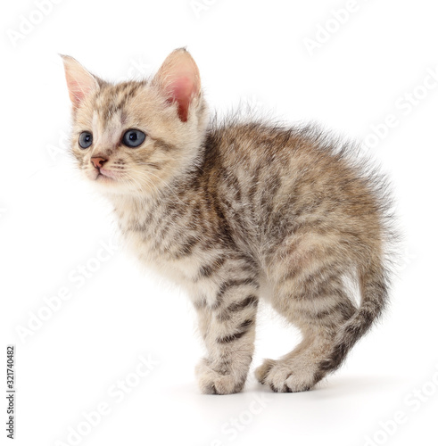 Kitten on white background.