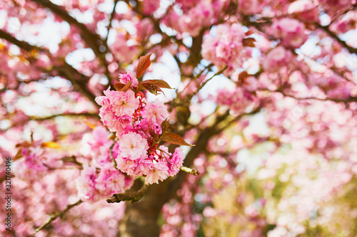 pink cherry blossom tree in full bloom on a spring day