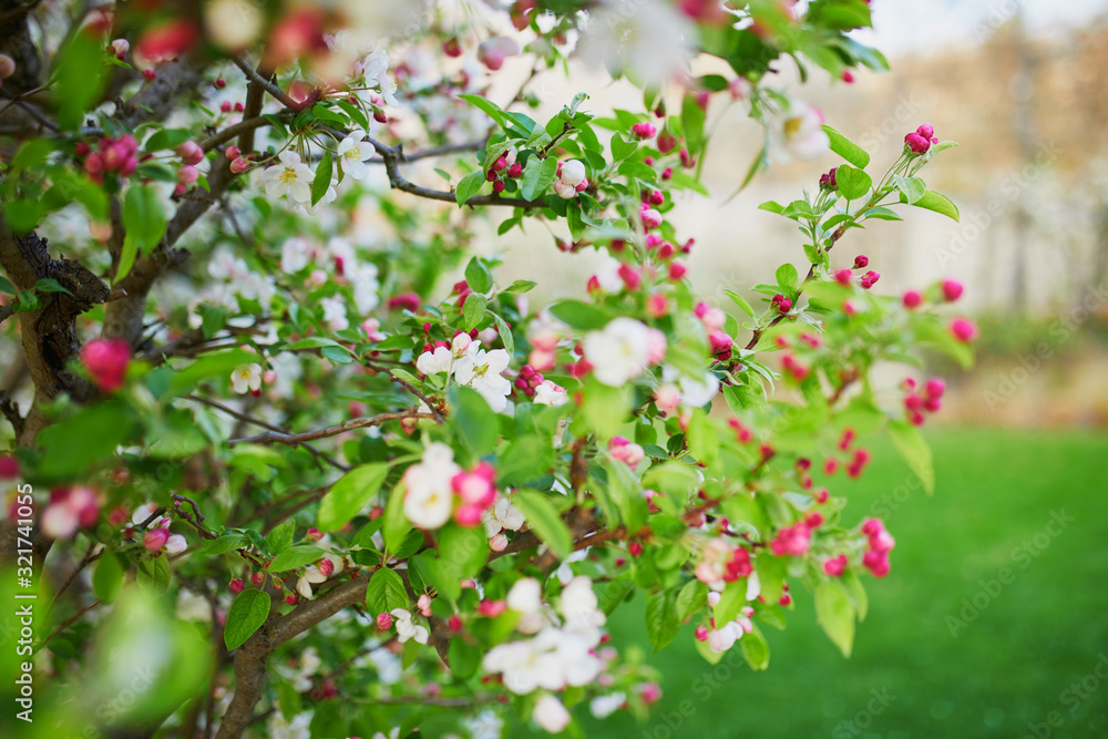 Fototapeta premium white apprle tree in full bloom on a spring day