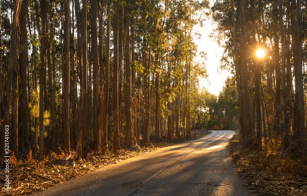 Fototapeta premium Road in forest