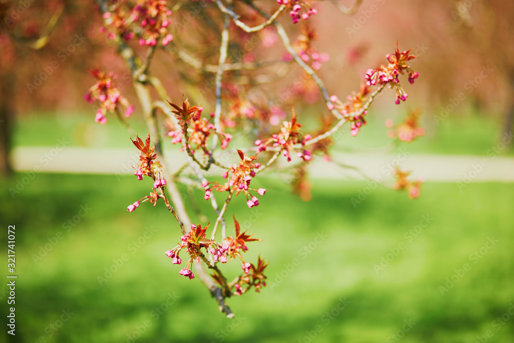 pink cherry blossom tree starting to bloom on a spring day