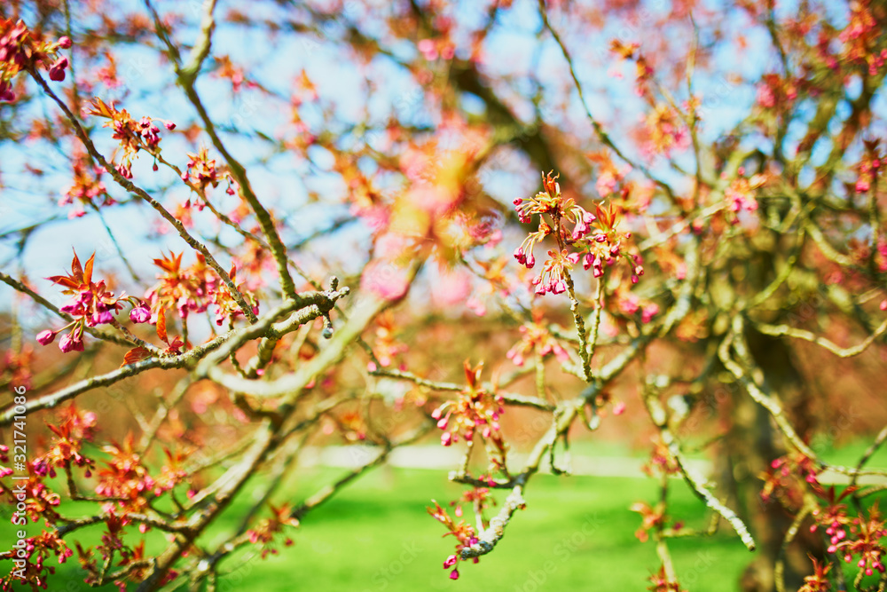 pink cherry blossom tree starting to bloom on a spring day pink cherry blossom tree starting to bloom on a spring day