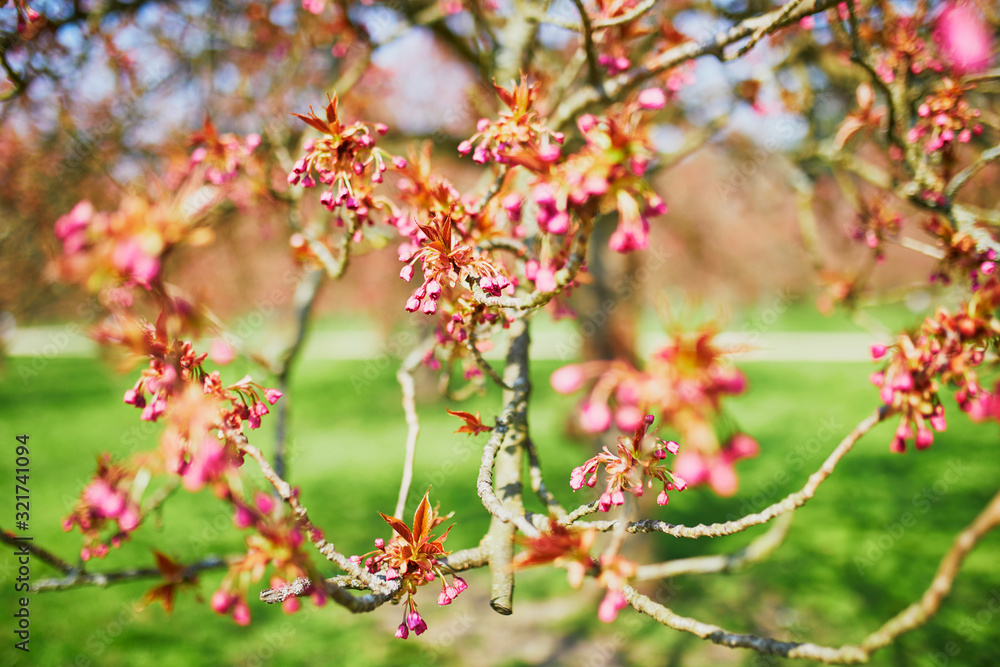 pink cherry blossom tree starting to bloom on a spring day pink cherry blossom tree starting to bloom on a spring day