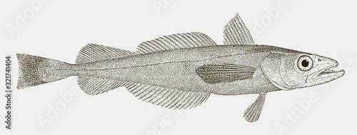 North Pacific hake, merluccius productus, a migratory food fish in side view